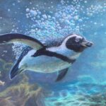 jackass penguin