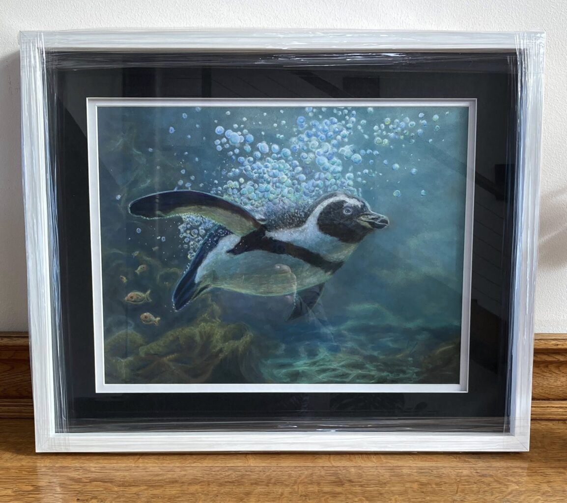 jackass penguin framed