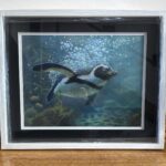 jackass penguin framed