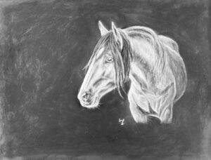 Paso Peruano – Drawing of a Horse