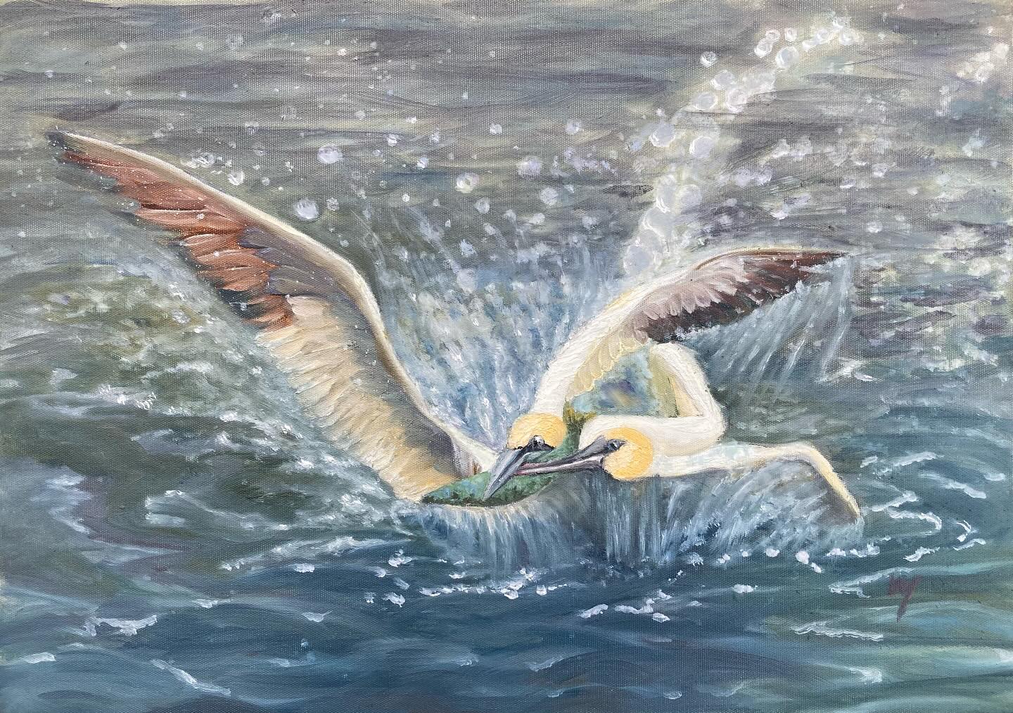 Pelagic Fury - two ganets fighting over a fish