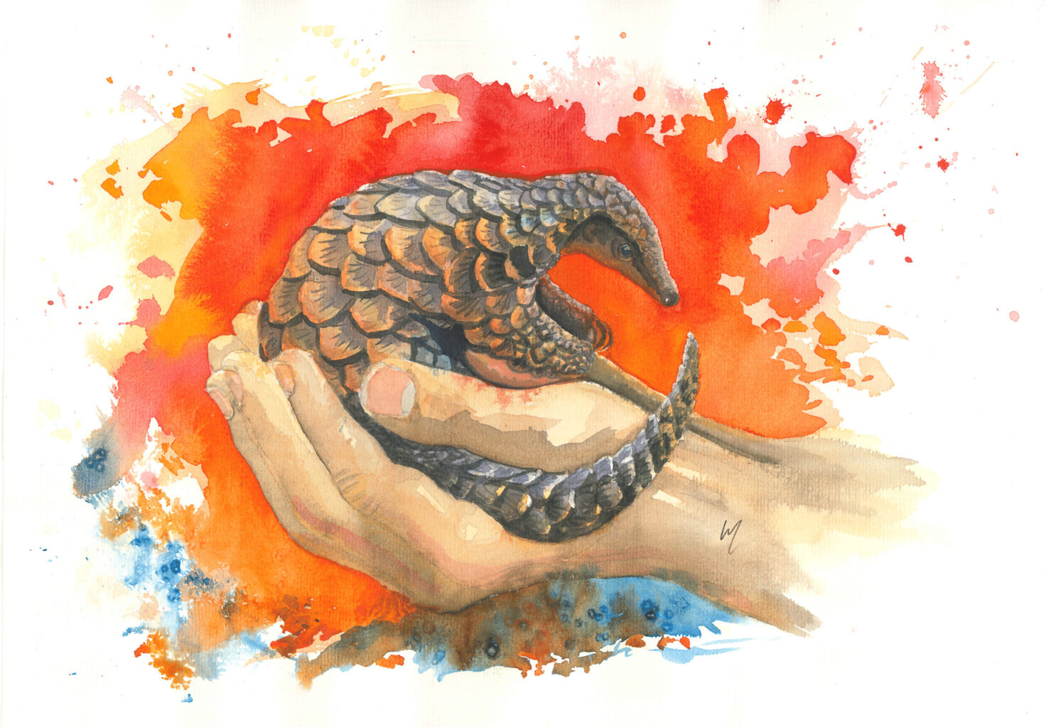 Cradle of Hope - Pangolin in the hands of its carer