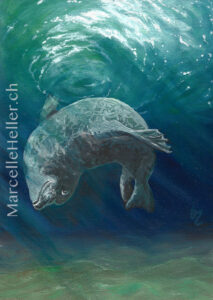 Ocean Acrobat - Seal